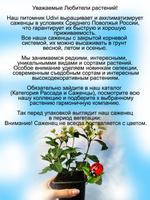 Злак Лисохвост золотой Ареовариегатус многолетний