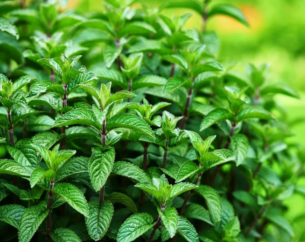 Чай травяной Мята 200 г Zuckerman