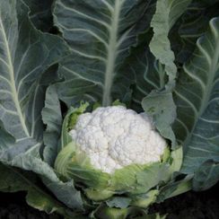 СОЛИСТАР F1 семена капусты цветной (Syngenta | Alexagro)