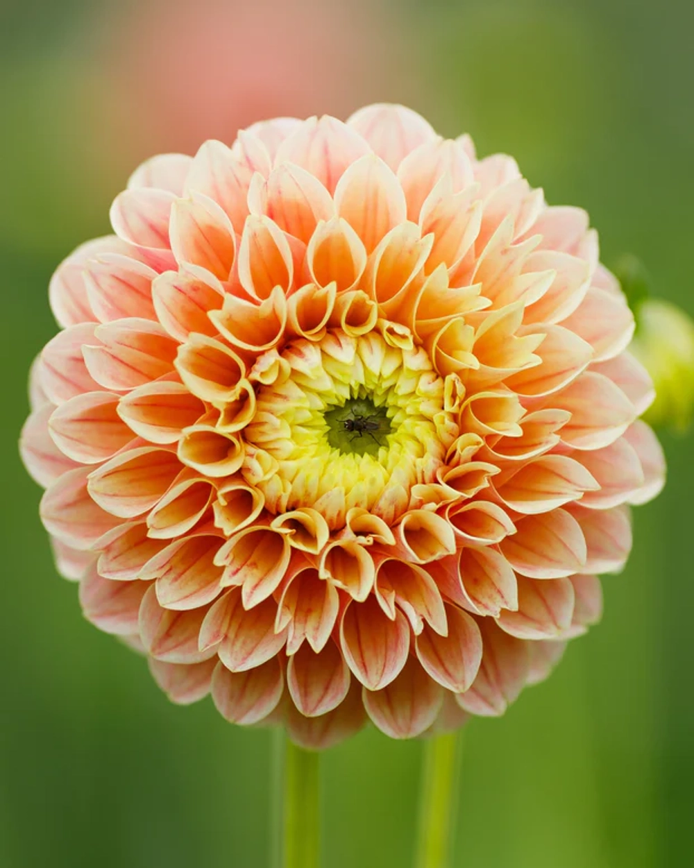 Георгин Sweet Suzanne (корень) Закупка М55 апрель 2026