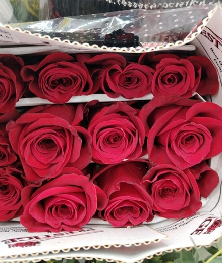 35 красных роз 50 см в упаковке