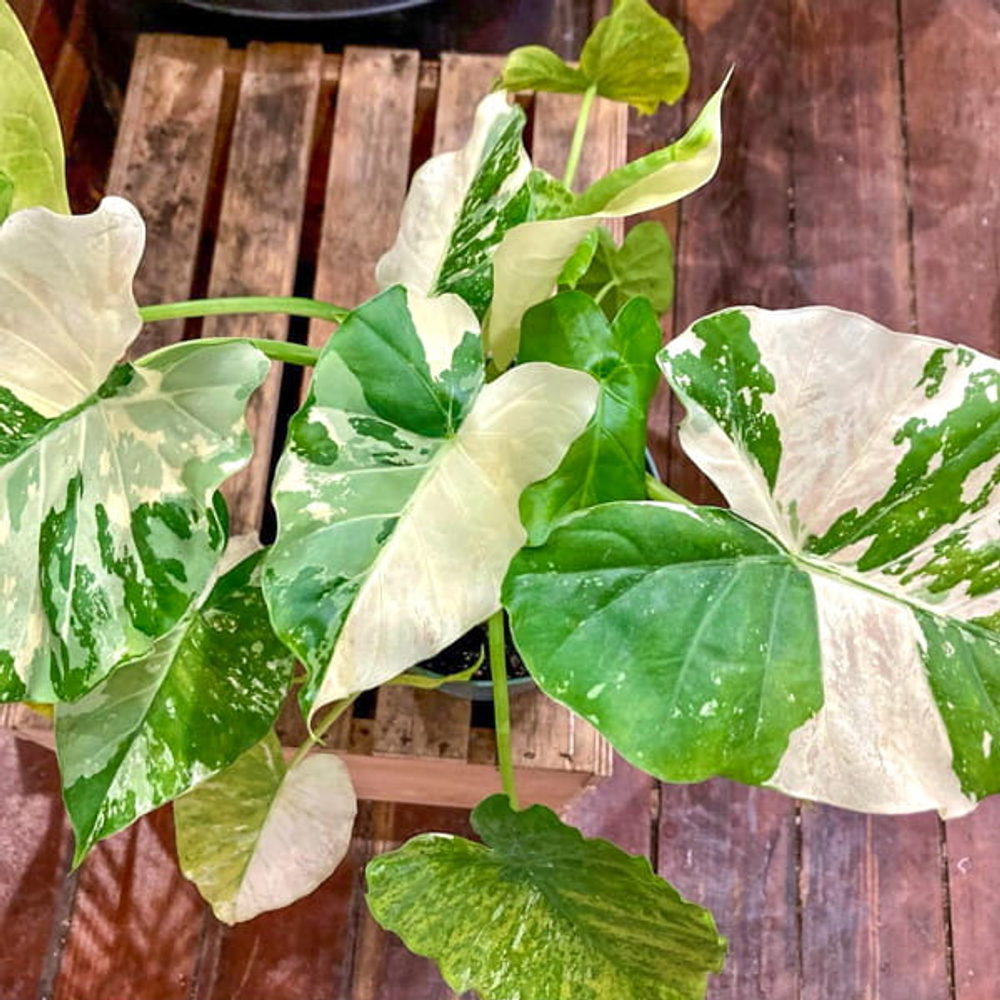 Алоказия GAGEANA ALBO VAR