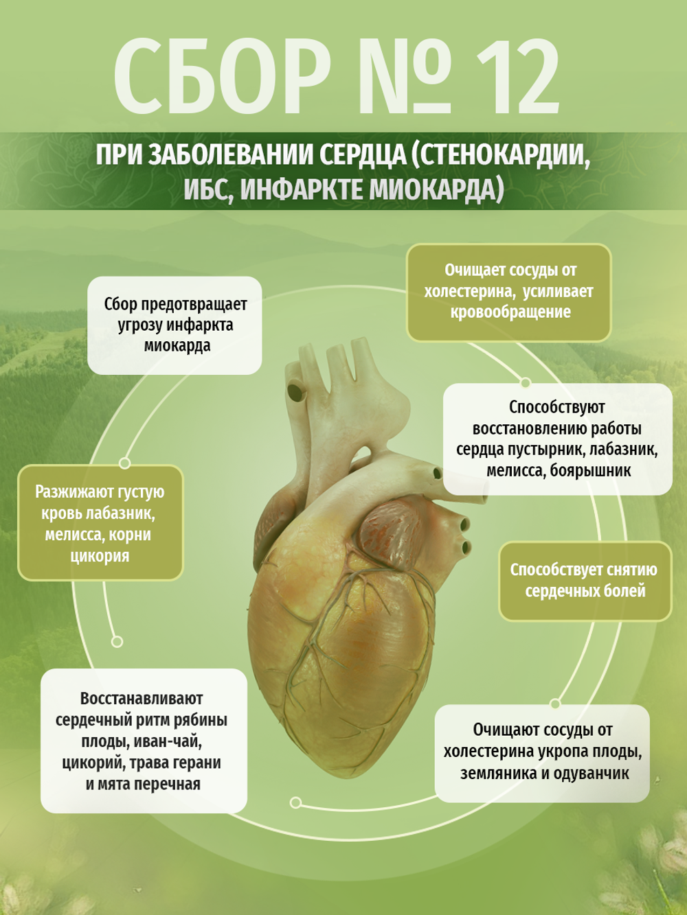 Сбор № 12 При заболевании сердца (стенокардии, ИБС, инфаркте миокарда)