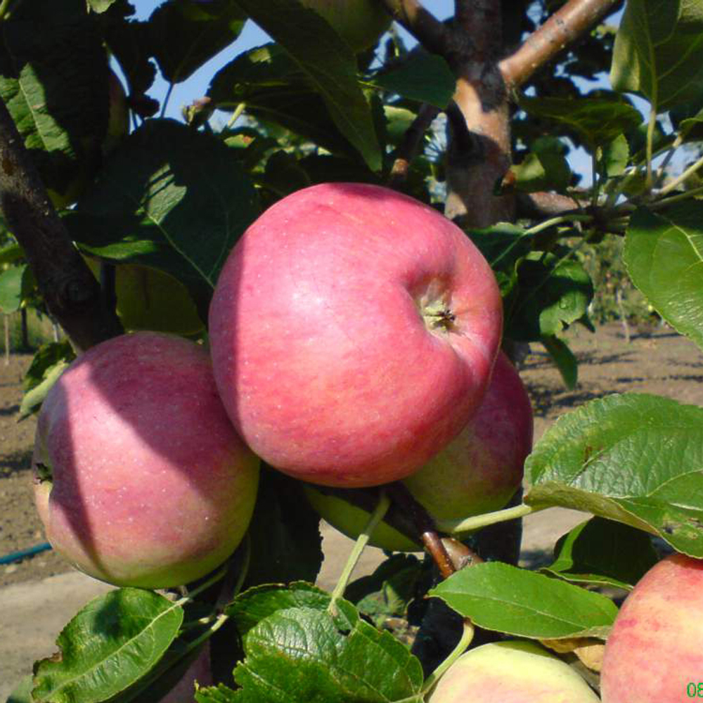 Яблоня Клоз