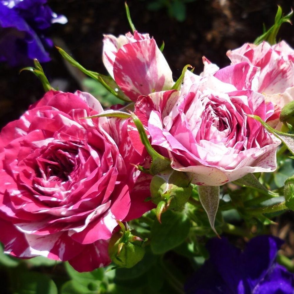 Роза спрей Flashing