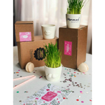 Набор для выращивания eco мини-кашпо «Усы»