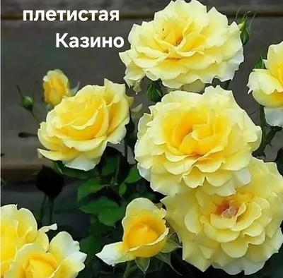 Саженцы роз плетистая КАЗИНО