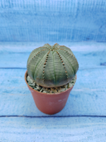Euphorbia Obesa (Эуфорбия)