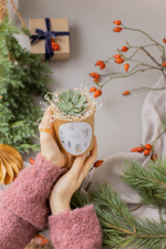 Суккулент в праздничном стаканчике