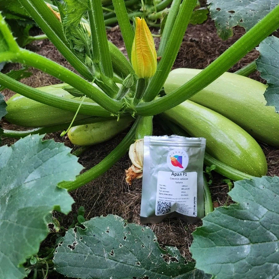 АРАЛ F1 семена кабачка Sakata купить – фото 3