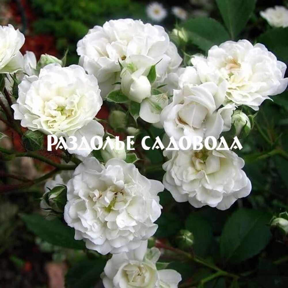 Роза почвопокровная Альба Мейдилэнд