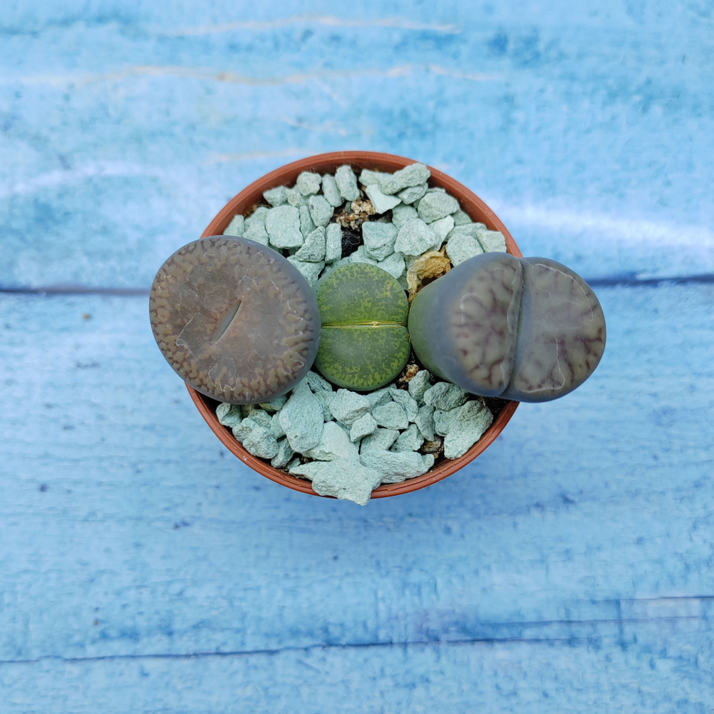 Lithops sp. (Литопсы)