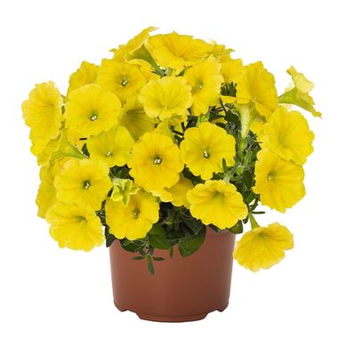 32160 ПЕТУНИЯ POTUNIA CANARY YELLOW