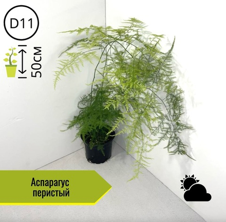 Аспарагус перистый D11 H50