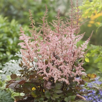 Астильба Спотлайт (горшок 3л)