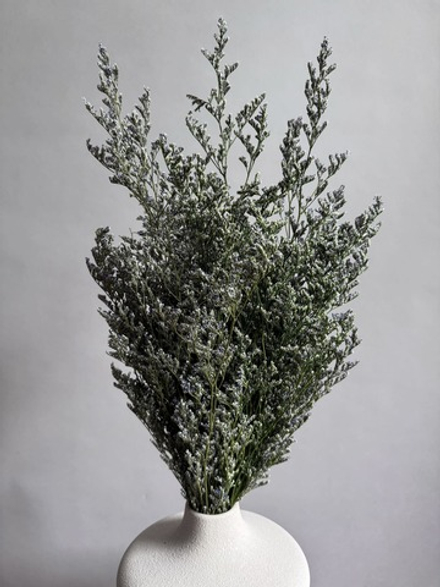 Кермек светло-зеленый