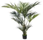 Пальма Кентия (Ховея) де Люкс без кашпо