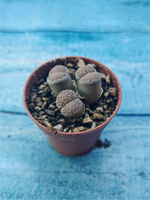 Lithops sp. (Литопсы)