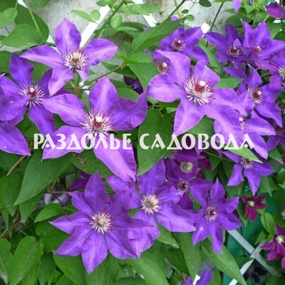 Клематис крупноцветковый Президент
