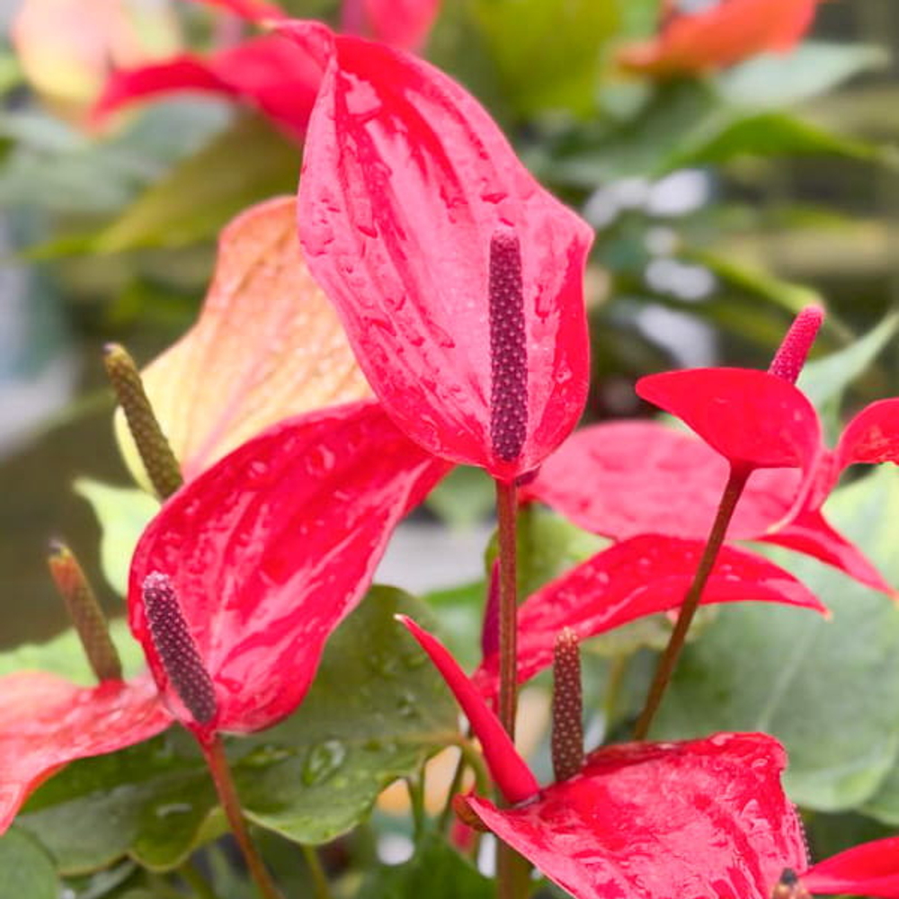 Антуриум Андре BANDEROLA LAVA