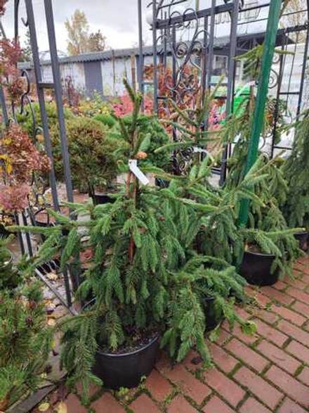 Ель обыкновенная Acrocona (АКРОКОНА)