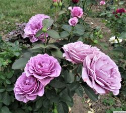 Терра Лимбургия (Terra Limburgia)