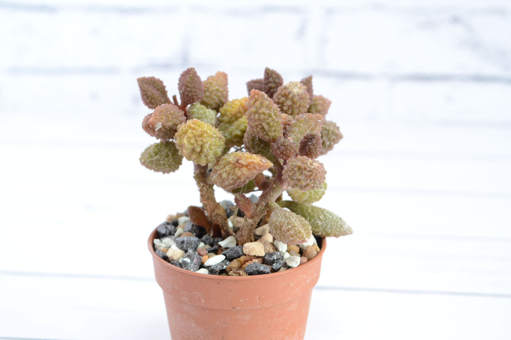Adromischus Marianae Coffee Bean (Адромискус)