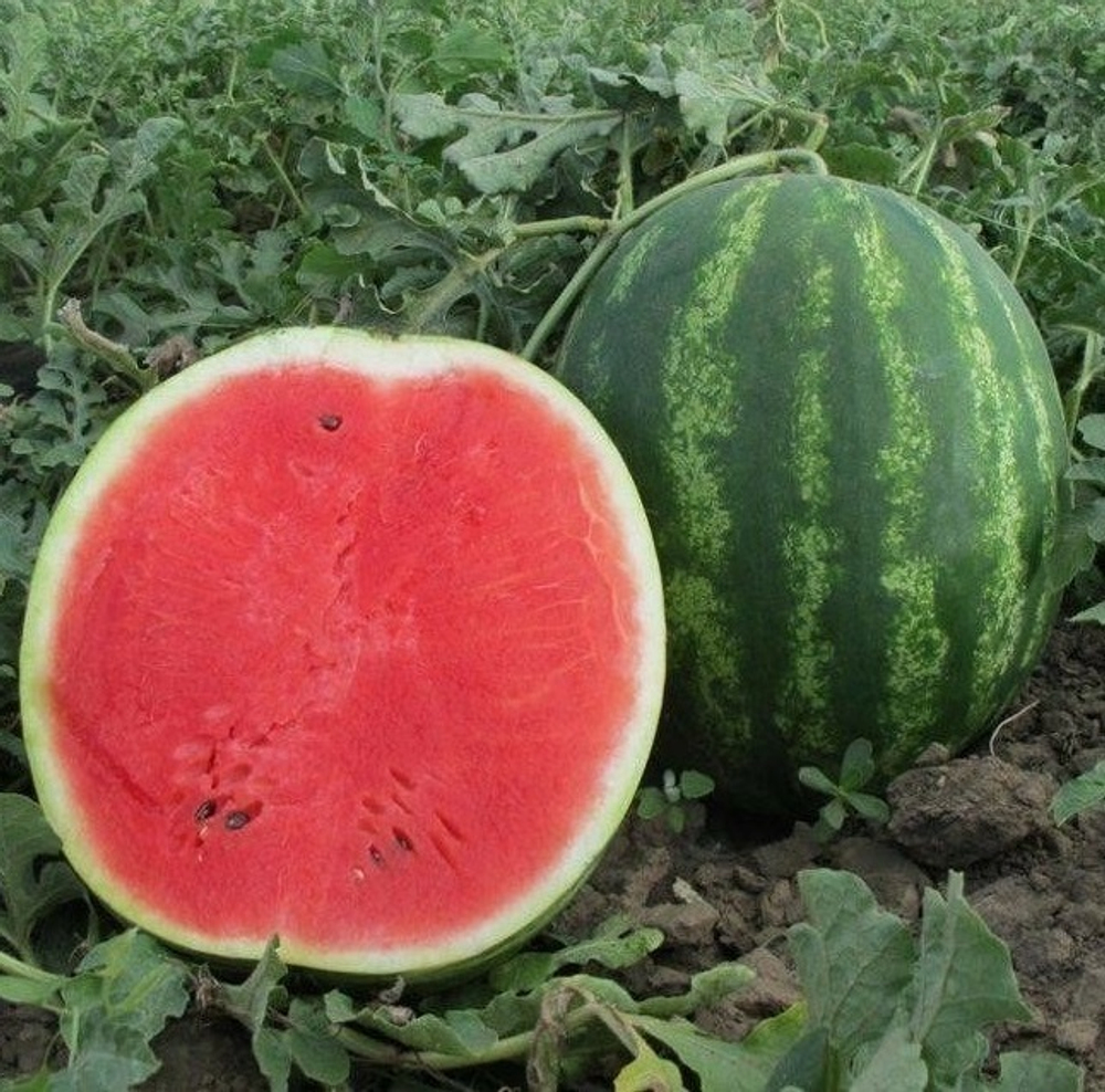 Бонта F1 семена арбуза (Seminis / Семинис)