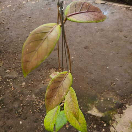 Хойя SP ACEH MOUNTAIN LOUSER