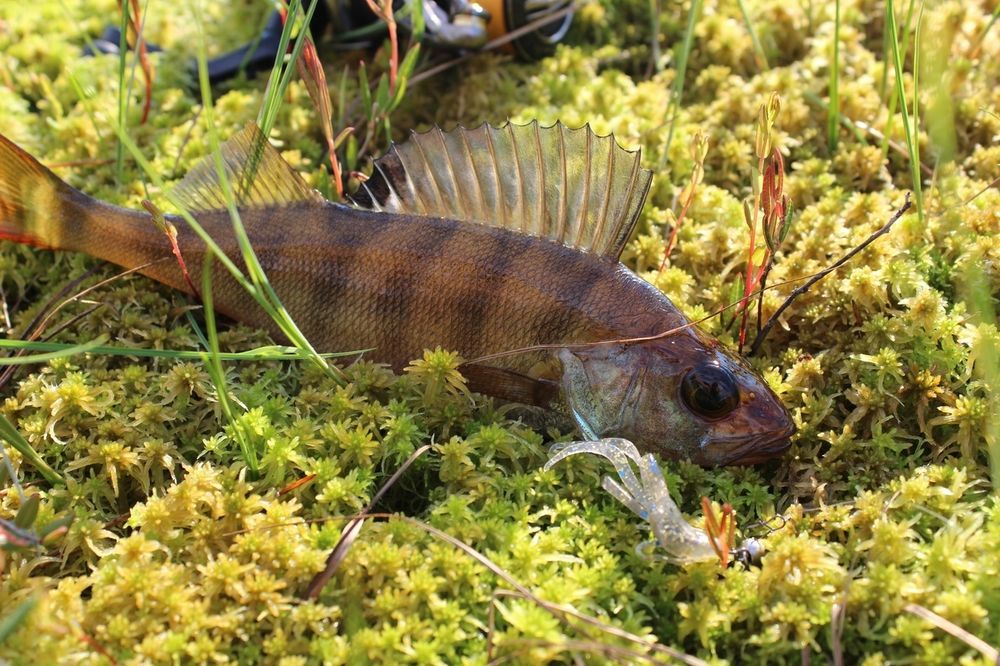 Мягкая приманка Lucky John HOGY HOG 2.6in (66 мм), цвет S18, 5 шт/уп