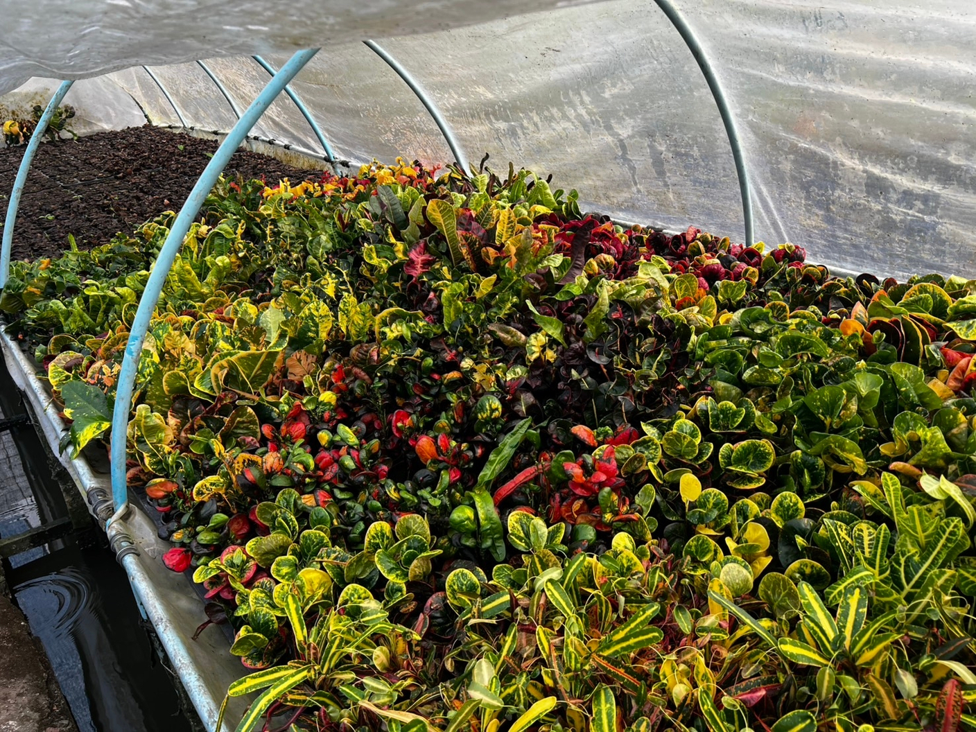 Нарезанные на укоренение кротоны. Май 2026