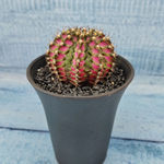 Gymnocalycium T-Rex Pink hybride (Гимнокалициум T-rex)