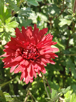 САЖЕНЦЫ ХРИЗАНТЕМЫ КОРЕЙСКАЯ КРАСНАЯ МОСКВА №47