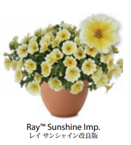 ЕВРО Petunia Ray Sunshine Imp укорененный черенок середина декабря 25