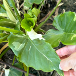 Алоказия OKINAWA