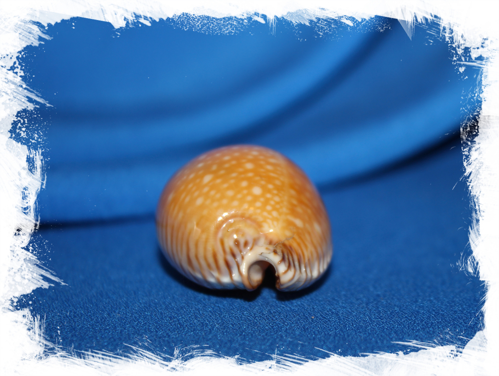 Ципрея гуттата (Perisserosa guttata), 6см