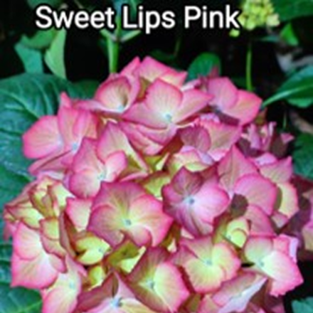 Свит Липс пинк (Sweet Lips Pink) р14 Европа весна 2026 г