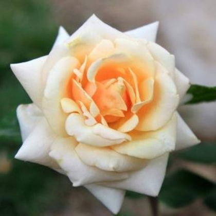 Роза чайно-гибридная Паул Рикард (горшок 5л)