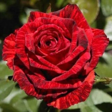 Ред Интуишн