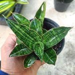 Сансевиерия PHAN PHET