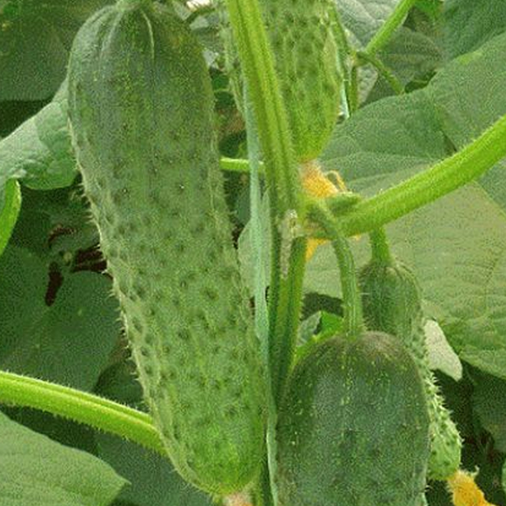 Меренга F1 семена огурца партенокарпического (Seminis / Семинис)