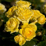 Sommergold (Соммерголд)