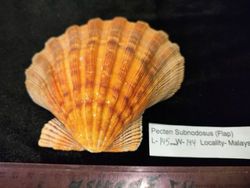 Пектен Субнодосус "130-160мм"-створка