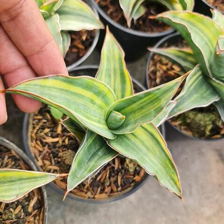 Сансевиерия KIMAYO