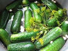 ogurecmalosol-500x500.jpg ogurecmalosol-500x500.jpg