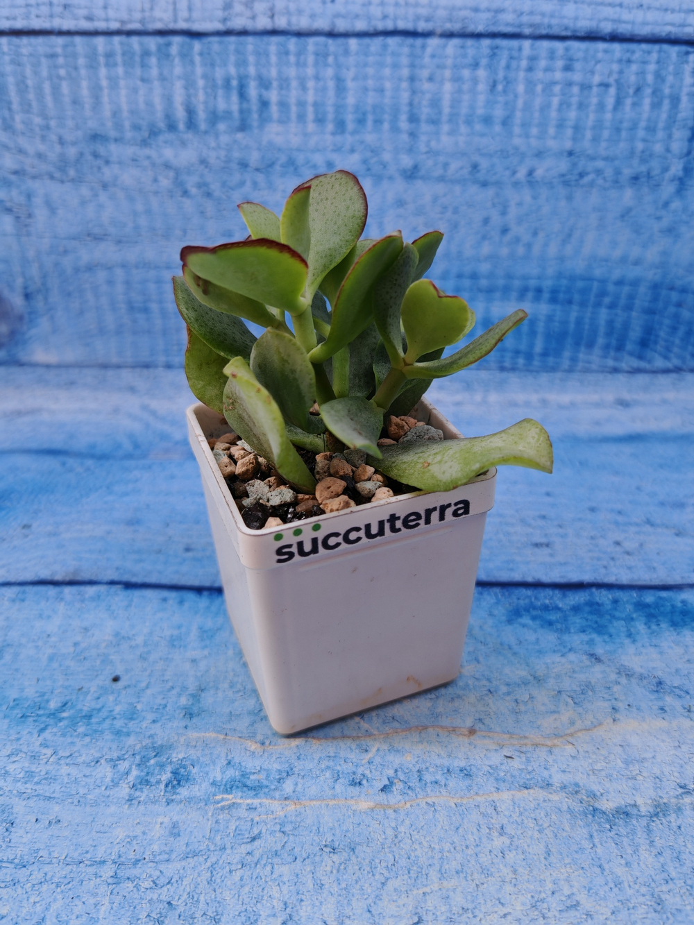 Crassula Arborescens Curly (Крассула)