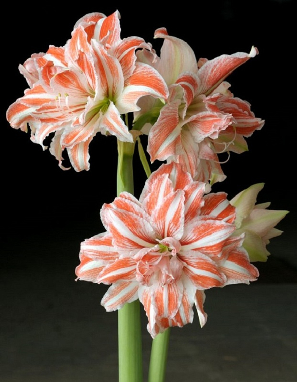 Амариллис Дансинг Квин Закупка М80 сентябрь 2026