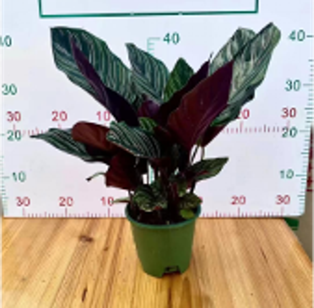 Калатея sanderiana д.14