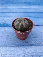 Euphorbia Obesa (Эуфорбия)