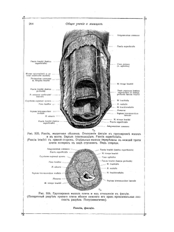 Анатомический атлас для студентов и врачей. Выпуск 3 | К. Толдт